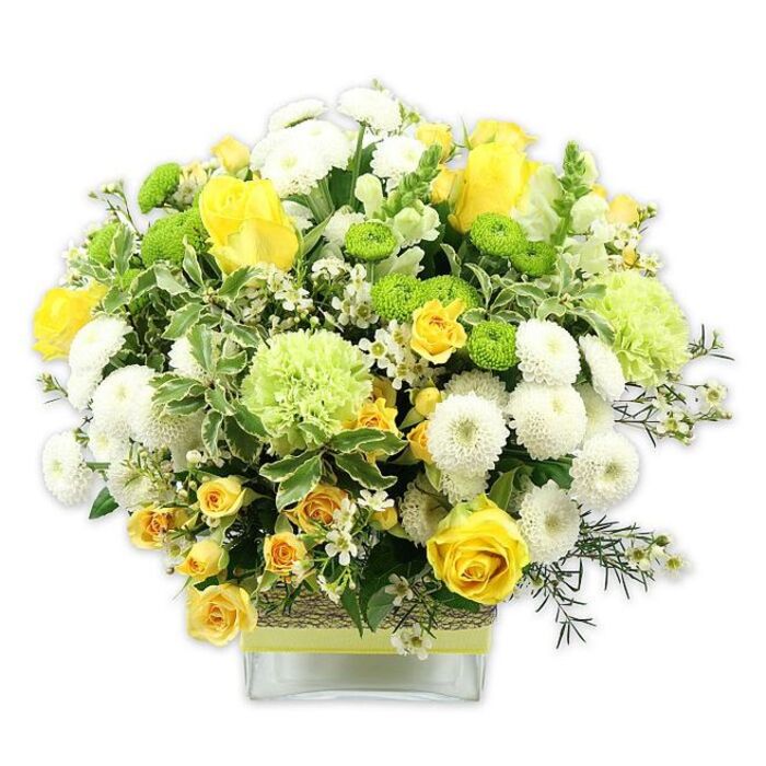 A stunning, generously filled floral arrangement radiates warmth and freshness, presented in a clear, low square glass vase that anchors the design with quiet modernity. The bouquet is meticulously crafted into a rounded, almost domed shape, overflowing with shades of sunny yellow, ivory white, and vibrant lime green that would feel perfectly at home in a light-filled Gipsy Hill kitchen overlooking the railway and treetops. At the centre, velvety yellow roses are the stars-some fully open, revealing layered petals that spiral towards a golden heart, while others remain in softly pointed buds that suggest promises yet to unfold. Alongside them, smaller yellow spray roses cluster in groups, filling the spaces between larger blooms and creating a sense of abundance without heaviness. Crisp, densely petaled white pompom chrysanthemums form neat, spherical clusters, their tidy geometry contrasting with the more relaxed shapes of the roses. Scattered through the bouquet, bright lime green button chrysanthemums add distinct pops of colour and texture, like tiny drumheads or marbles nestled among the petals. Larger, frilled pale green blooms, similar to ruffled carnations or fluffy green mums, lend softness and a cloud-like fullness to the top of the arrangement. The flowers sit within a framework of lush greenery: broad, variegated leaves edged in soft cream, deeper green foliage with a gentle sheen, and airy sprigs of filler greens that give a natural, garden-inspired movement. Tiny white filler blossoms-perhaps waxflower or small asters-are tucked in throughout, bringing a fine, lace-like detail. Around the middle of the vase, a rustic band of woven natural fibre or bark is wrapped snugly and then accented with a slim lime green ribbon, echoing the bouquet's zesty tones and adding a hand-crafted touch that a local florist from Gipsy Hill Flowers might choose. Against the clean white backdrop, this arrangement feels like a joyful burst of spring, ideal for birthdays, congratulations, or brightening a home anywhere between Crystal Palace and West Dulwich.
