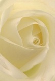 The image takes you right to the tender heart of a cream-white rose, as though you're nestled among the petals themselves in a Gipsy Hill garden at dawn. Petals unfurl in a graceful spiral, every layer whisper-light and seemingly moistened by the faintest trace of morning dew. Soft shadows curl between layers of ivory, adding a gentle sense of drama beneath the bloom's radiant surface. The scene radiates peace and gentle hope-as if capturing the stillness of a tranquil Gipsy Hill morning, just as the first deliveries leave the flower shop for local streets like Colby Road or Central Hill. For a florist in this friendly neighbourhood, this rose epitomises reverence and fresh beginnings, making it ideal for sympathies, loving tributes, or marking the arrival of a new chapter. There's a soft, sweet fragrance that seems almost real, mingling with the air and echoing the nuanced care behind every bouquet prepared for moments of quiet significance throughout the community.